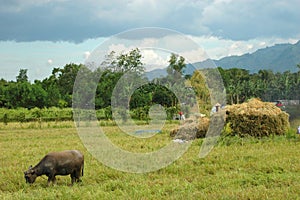 Mindanao, Ricefield Scenery, harvest time photo