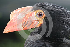 Mindanao wrinkled hornbill