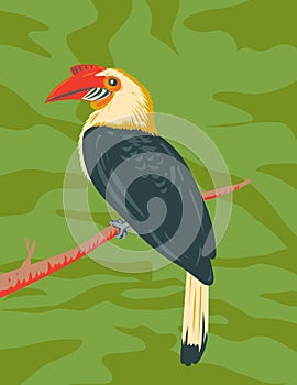 Mindanao Wrinkled Hornbill or Aceros leucocephalus WPA Art photo