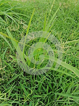 Mindblowing long leaves grass