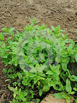 Mindblowing lush greenery