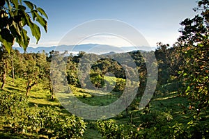 Mindo, Ecuador cloud forest