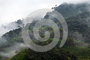 Mindo Tandayapa Cloud Forest, Ecuador