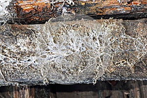 Mine fungus mycelium on old beam