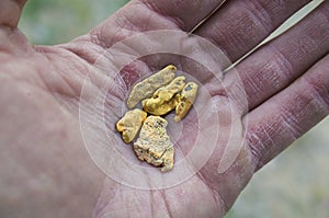 Miner Holding Freshly Found Gold Nuggets