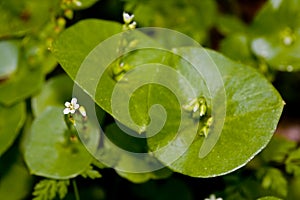 Miner's Lettuce, Claytonia perfoliata