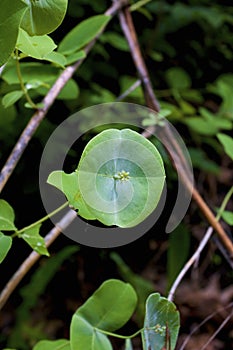 MinerÃ¢â¬â¢s Lettuce   814551 photo