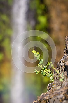 Miner's lettuce growing on the walls of a ravine; waterfall in the background, North Table Mountain Ecological Reserve, Oroville,