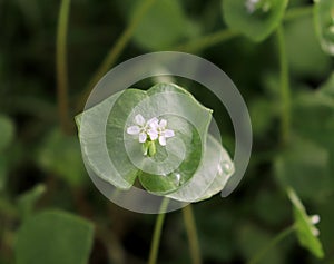 Miner`s Lettuce, Winter Purslane ,Claytonia perfoliata . You can use them in fresh vegetable salads. The Winter Purslane