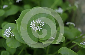 Miner`s Lettuce, Winter Purslane ,Claytonia perfoliata . You can use them in fresh vegetable salads. The Winter Purslane