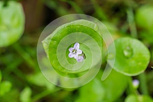 Miner`s Lettuce, Winter Purslane or Indian Lettuce Claytonia perfoliata, California