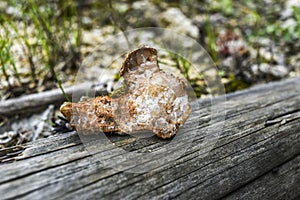 Mineral calcite crystal rock on a wood in forest in Polish jurrasic park.