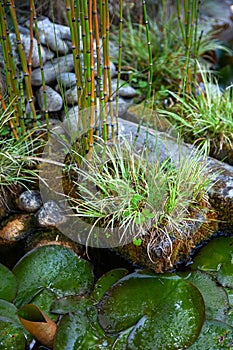 Mineral garden and pond with aquatic plants