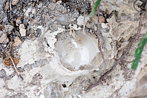 Mineral inside of stone. Unpolished quartz excavating or deposit. Semi-precious
