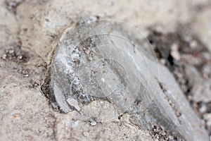 Mineral inside of stone. Unpolished quartz excavating or deposit. Semi-precious gems mining in limestone.