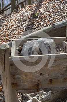 A mineral lick in the forest. Salt blocks ready for the wild animals