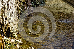 Mineral water flowing from the rocks