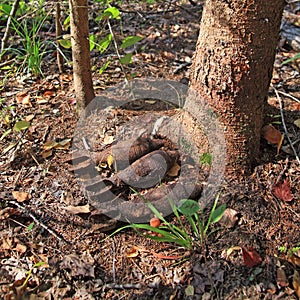 Mines from grenade launcher