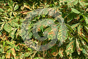 Mines of Horse-chestnut leaf miner or Cameraria ohridella on leaf of common horse-chestnut or Aesculus hippocastanum. Damaged