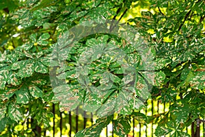 Mines of Horse-chestnut leaf miner or Cameraria ohridella on leaf of common horse-chestnut or Aesculus hippocastanum. Damaged