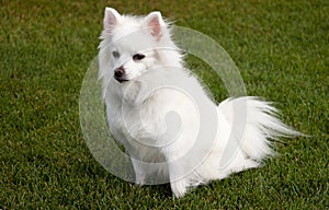 Mini American Eskimo Dog photo