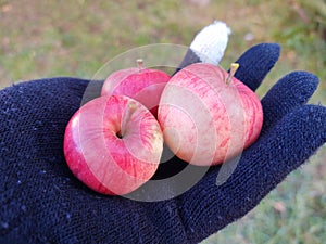 Mini apples fruits on the hand in the gloves.