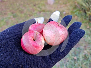 Mini apples fruits on the hand in the gloves.