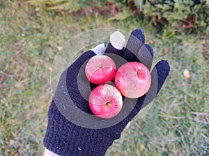 Mini apples fruits on the hand in the gloves.