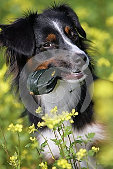 Mini Australian shepherd dog