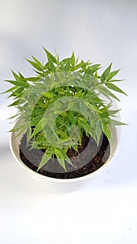 Mini bamboo potplant or pogonatherum monica in pot with a white background