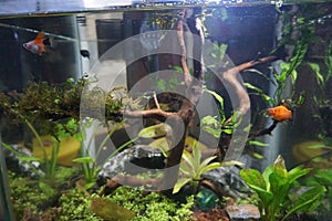mini basic beginer for aquascape with guppy fish and plant