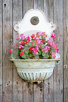 Mini Begonia flowers in the old metalic washbasin on the rural wall. Garden inspiration for potted plants
