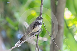 The mini bird is Muscicapidae on tree