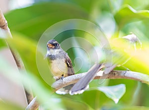 The mini bird is Muscicapidae on tree