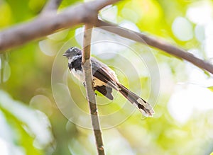 The mini bird is Muscicapidae on tree