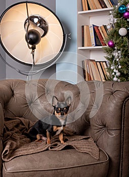 Mini black beige white chihuahua on grey sofa. black brown white chihuahua. A pet is sitting at home on the couch