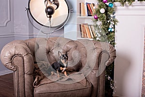 Mini black beige white chihuahua on grey sofa. black brown white chihuahua. A pet is sitting at home on the couch