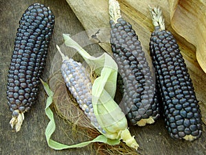 Mini blue corn