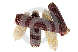 Mini blue and yellow corn isolated on a white background