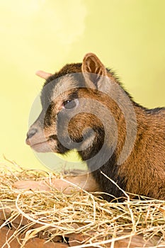 Mini brown goat