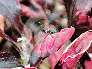 Mini bug flower nature micro makro superfeiiphotos