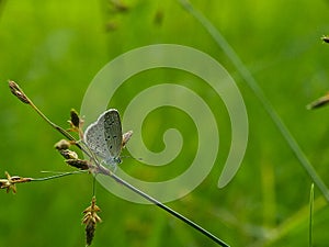 Mini butterfly in flower grass with blurry green background