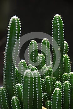 Mini Cactus Cereus Tetragonus