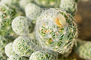 Mini cactus flower photo over natural light 2