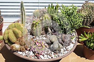 Mini cactus garden in a shallow bowl