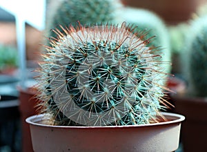 Mini Cactus grown in the brown pot. a succulent plant with a thick, fleshy stem that typically bears spines. photo