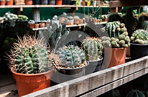 Mini cactus in house collections