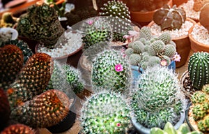 Mini cactus in house collections