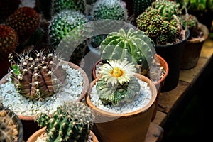 Mini cactus in house collections