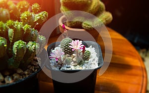 Mini cactus in house collections